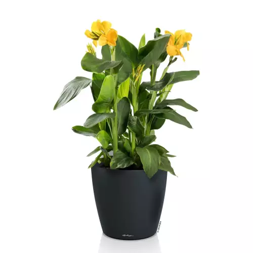 Donica w kolorze ciemny szary Lechuza Classico Color 50