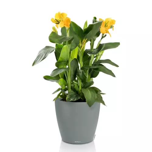 Donica w kolorze jasny szary Lechuza Classico Color 50