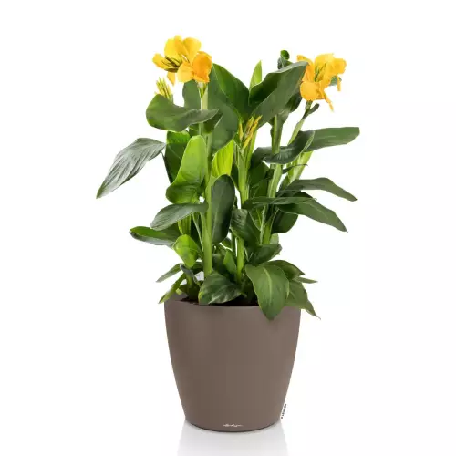 Donica w kolorze muszkatołowy brąz Lechuza Classico Color 50