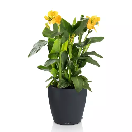 Donica Lechuza Classico Color 50 szary łupek