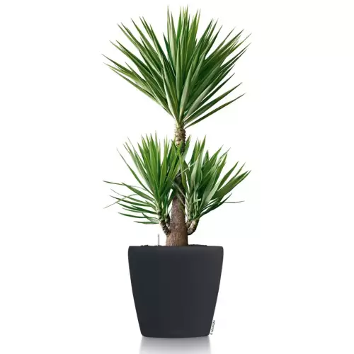 Ciemnoszara donica Lechuza Classico Color 60