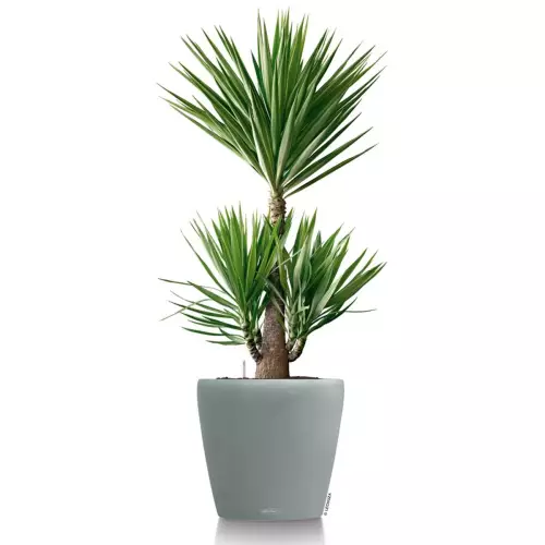 Jasnoszara donica Lechuza Classico Color 60