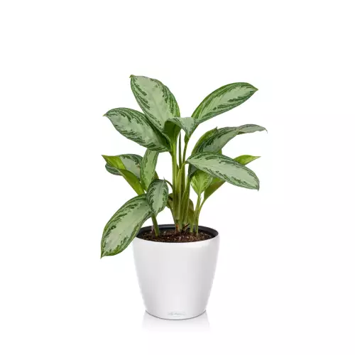 Calathea w białej doniczce Lechuza Classico Color LS 28