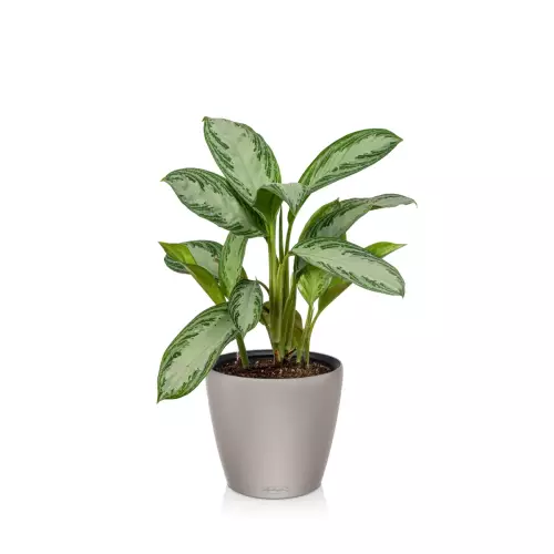 Calathea w beżowej doniczce Lechuza Classico Color LS 28