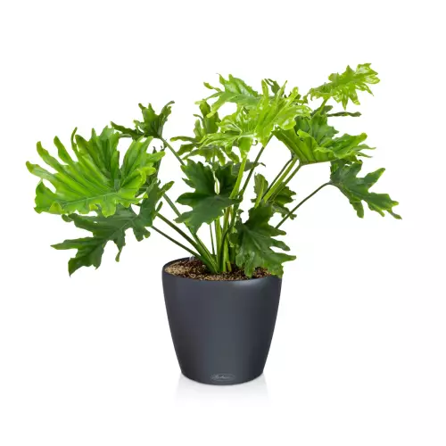 Filodendron w antracytowej doniczce Lechuza Classico Color LS 35