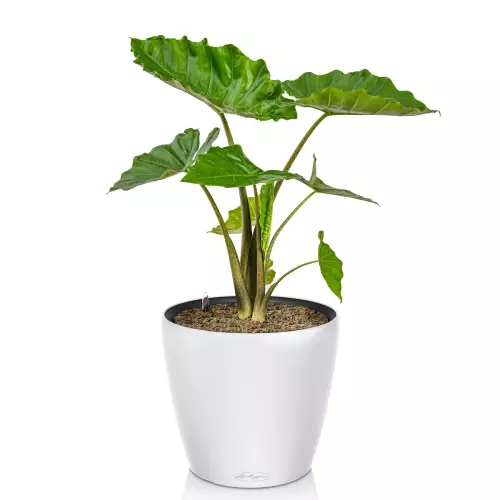 Alokazja w białej doniczce Lechuza Classico Color LS 43