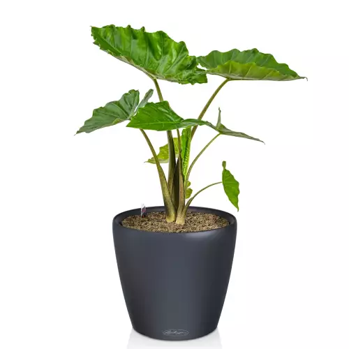 Alokazja w grafitowej donicy Lechuza Classico Color LS 43