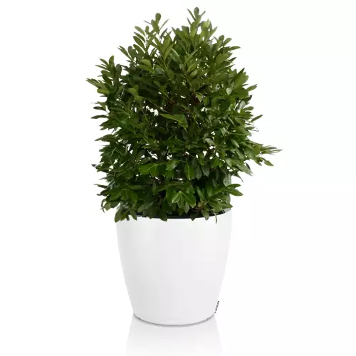 Biała donica Lechuza Classico Color LS 50