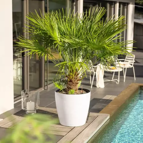 Biała donica Lechuza Classico Color LS 50 przy basenie