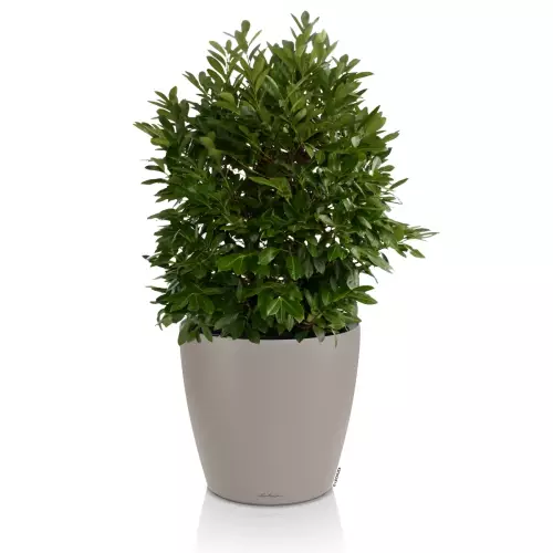 Donica Lechuza CLASSICO Color LS 50 w kolorze piaskowy brąz