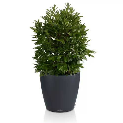 Donica Classico Color LS 50 w kolorze szary łupek