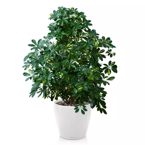 Szeflera w białej donicy Lechuza Classico 60