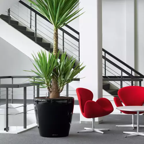 Donica Lechuza Classico 60 w kolorze czarny połysk