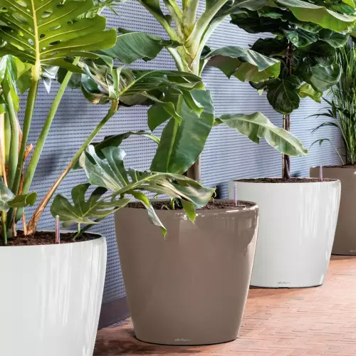 Donica Lechuza Classico 70 z bananowcem