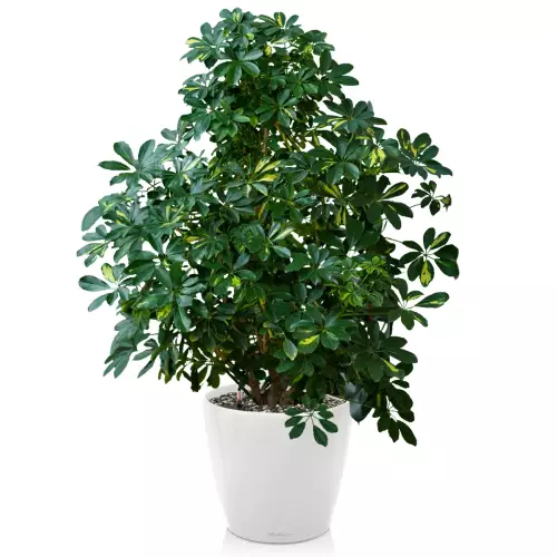 Szeflera w białej donicy Lechuza Classico 70