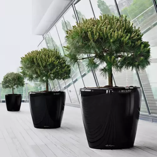 Sosny w czarnych donicach Classico 70