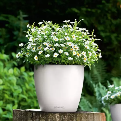 Rumianek w białej doniczce Lechuza Classico Color 18