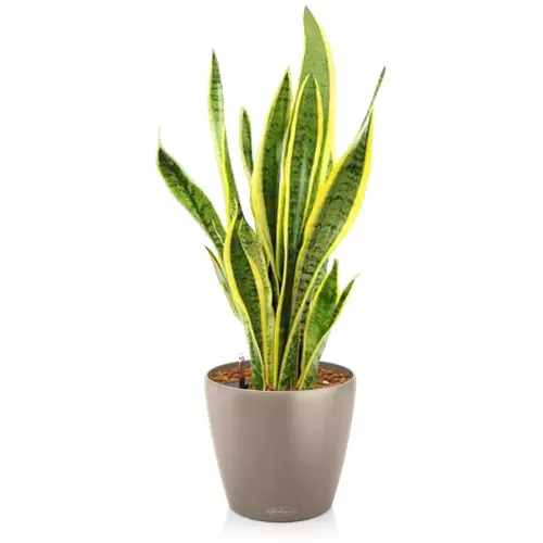 Sansevieria w brązowej donicy Lechuza Classico Color 18