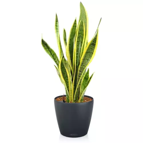 Sansevieria w szarej donicy Lechuza Classico Color 18
