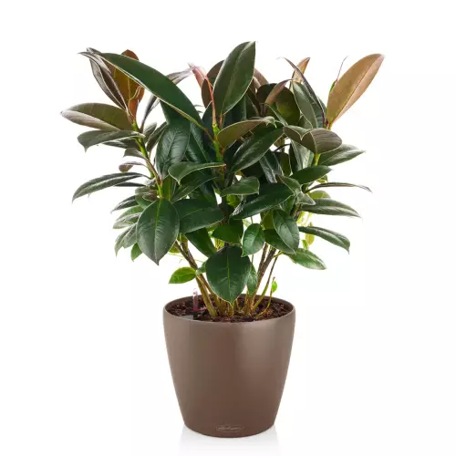 Figowiec w muszkatołowej donicy Lechuza Classico Color 21