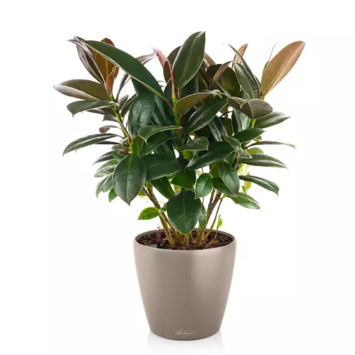 Figowiec w brązowej donicy Lechuza Classico Color 21