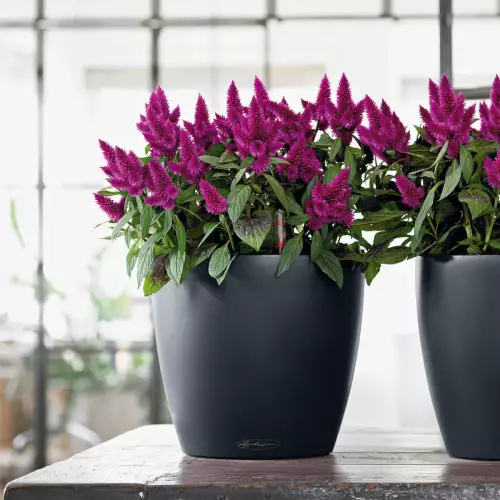 Doniczka Lechuza Classico Color 21 w kolorze szary łupek