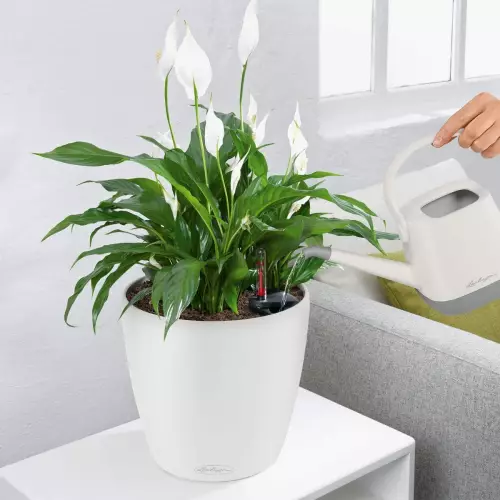Skrzydłokwiat w białej donicy Classico Color 28