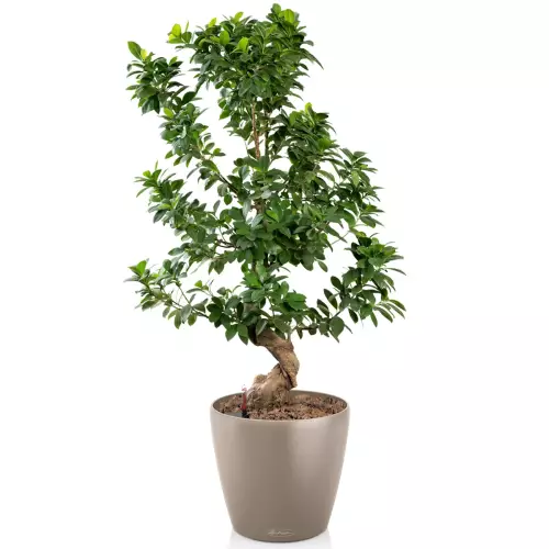 Szeflera w brązowej donicy Lechuza Classico Color 28