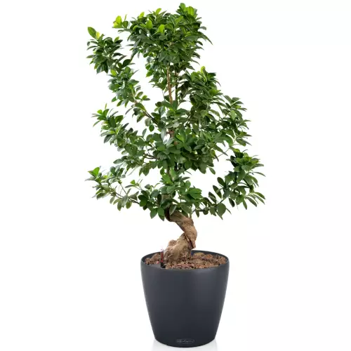 Szeflera w szarej donicy Lechuza Classico Color 28