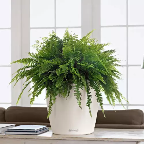 Paprotka w białej donicy Classico Color 35