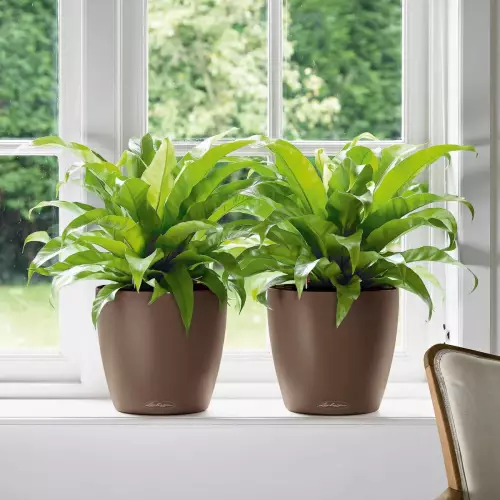 Języcznik w brązowych donicach Lechuza Classico Color 35