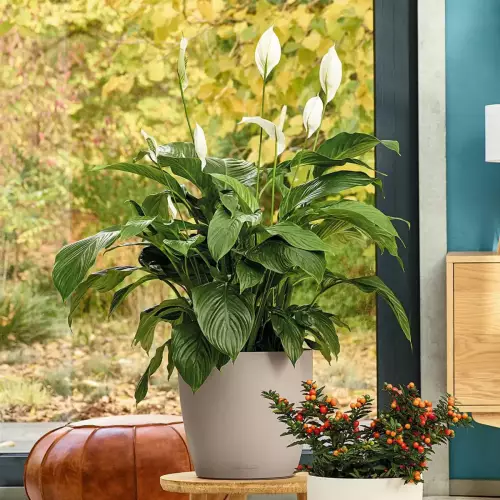 Skrzydłokwiat w beżowej donicy Classico Color 35