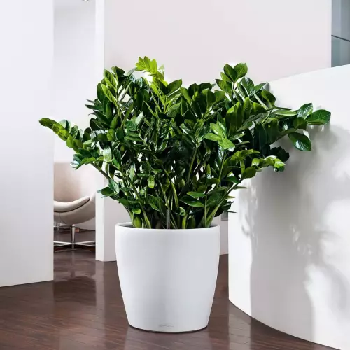 Zamiokulkas w białej donicy Lechuza Classico Color 43