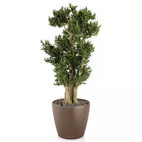 Drzewko bonsai w brązowej donicy Lechuza Classico Color 43