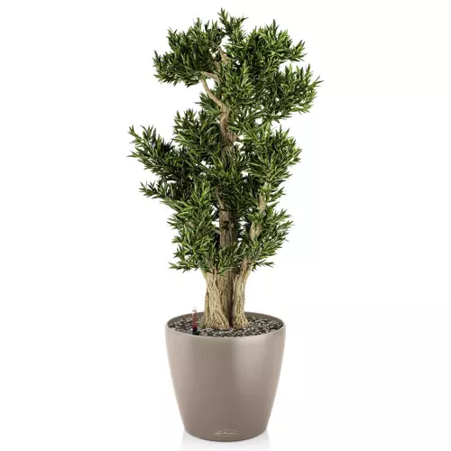 Drzewko bonsai w brązowej donicy Lechuza Classico Color 43