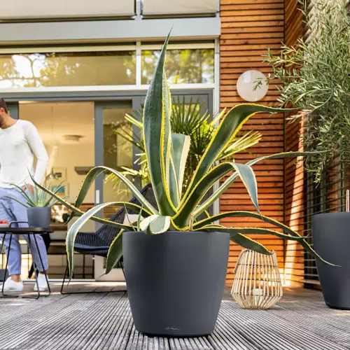 Agawa w szarej donicy Lechuza Cubico Color 43