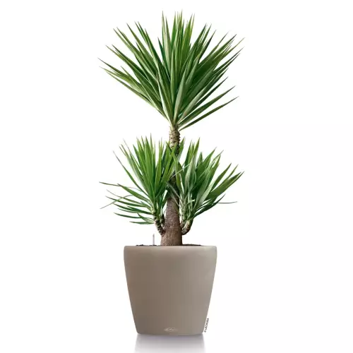 Jukka w donicy Lechuza Classico Color 60 w kolorze brąz piaskowy