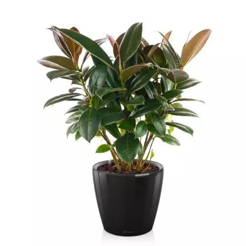 Figowiec w czarnej donicy Lechuza Classico LS 21