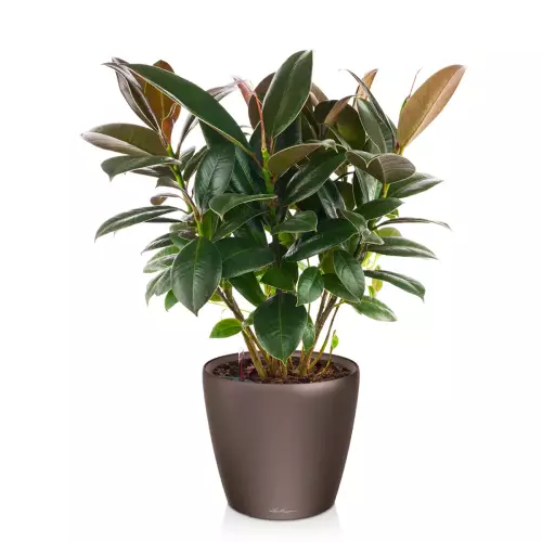 Figowiec w donicy Lechuza Classico LS 21 espresso