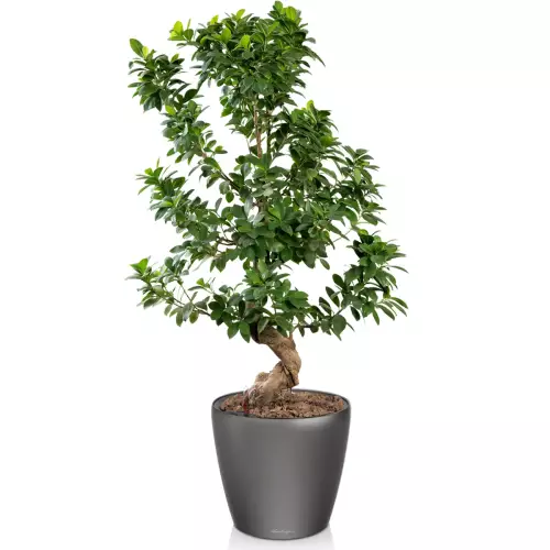 Szeflera w antracytowej donicy Lechuza Classico LS 28