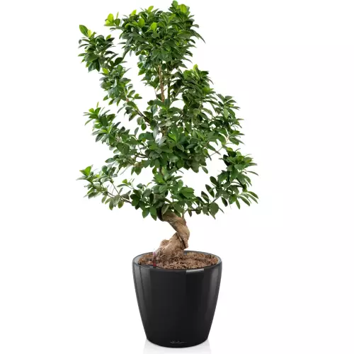 Szeflera w czarnej donicy Lechuza Classico LS 28