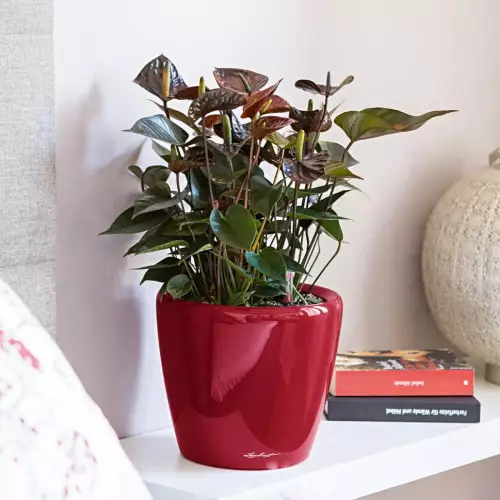 Czerwona doniczka Lechuza Classico LS 28