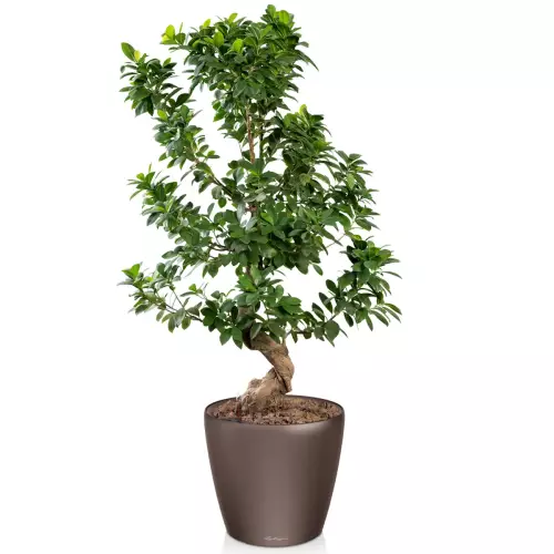 Szeflera w donicy Lechuza Classico LS 28 espresso