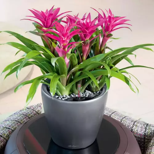 Srebrna doniczka Lechuza Classico LS 28