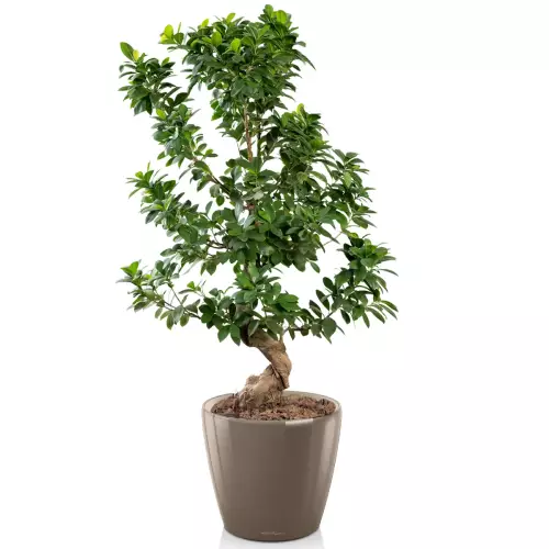 Szeflera w donicy Lechuza Classico LS 28 taupe
