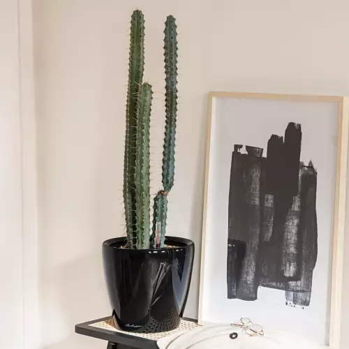 Czarna doniczka Lechuza Classico LS 35