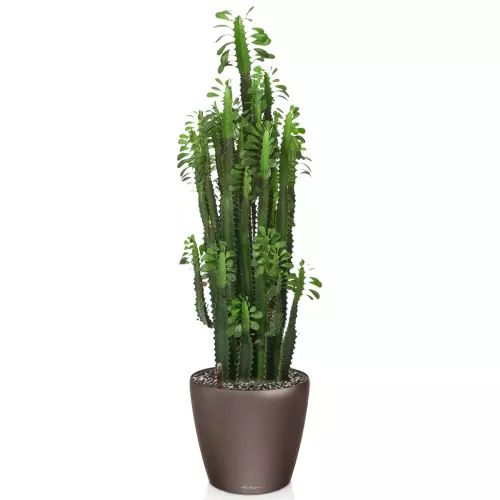 Kaktus w donicy Lechuza Classico LS 35 espresso