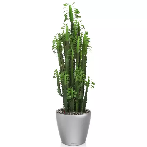 Kaktus w srebrnej donicy Lechuza Classico LS 35