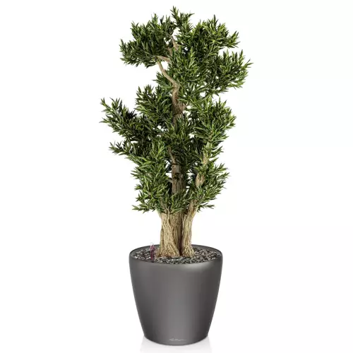 Drzewko bonsai w antracytowej donicy Lechuza Classico LS 43