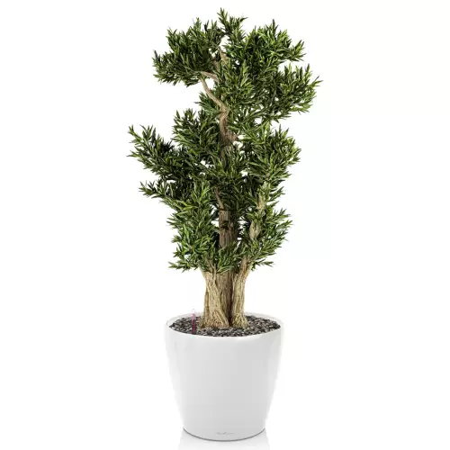 Drzewko bonsai w białej donicy Lechuza Classico LS 43